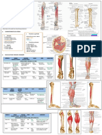 Anatomia Da Perna e Pã© Moquinha TEOT 2021