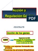 11,0 Acción y Regulación Génica