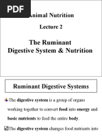 Ruminant Digestive System Anatomy Overview | PDF | Ruminant ...