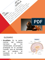 idoc.pub_cerebro-humano-vs-cerebro-gorila