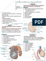 Anatomia P1 MT3