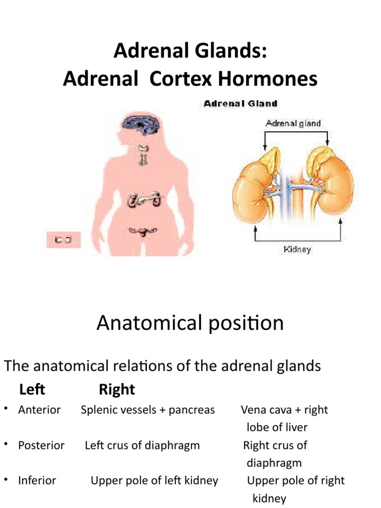 3-Adrenal Glands and Its Hormones-MW | PDF | Adrenal Gland | Cortisol
