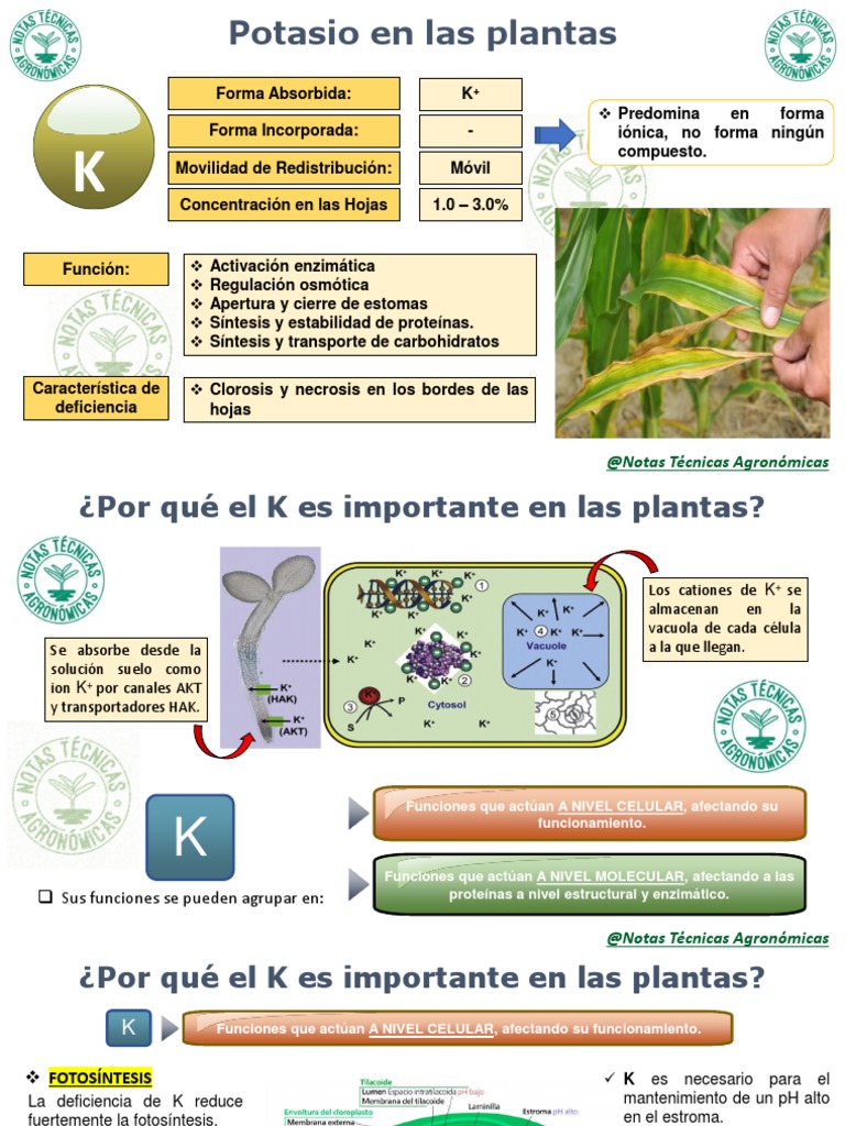 Importancia del Potasio en Plantas | PDF | Enzima | Proteínas