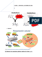 Metabolismo Celular - Actividades de Clase