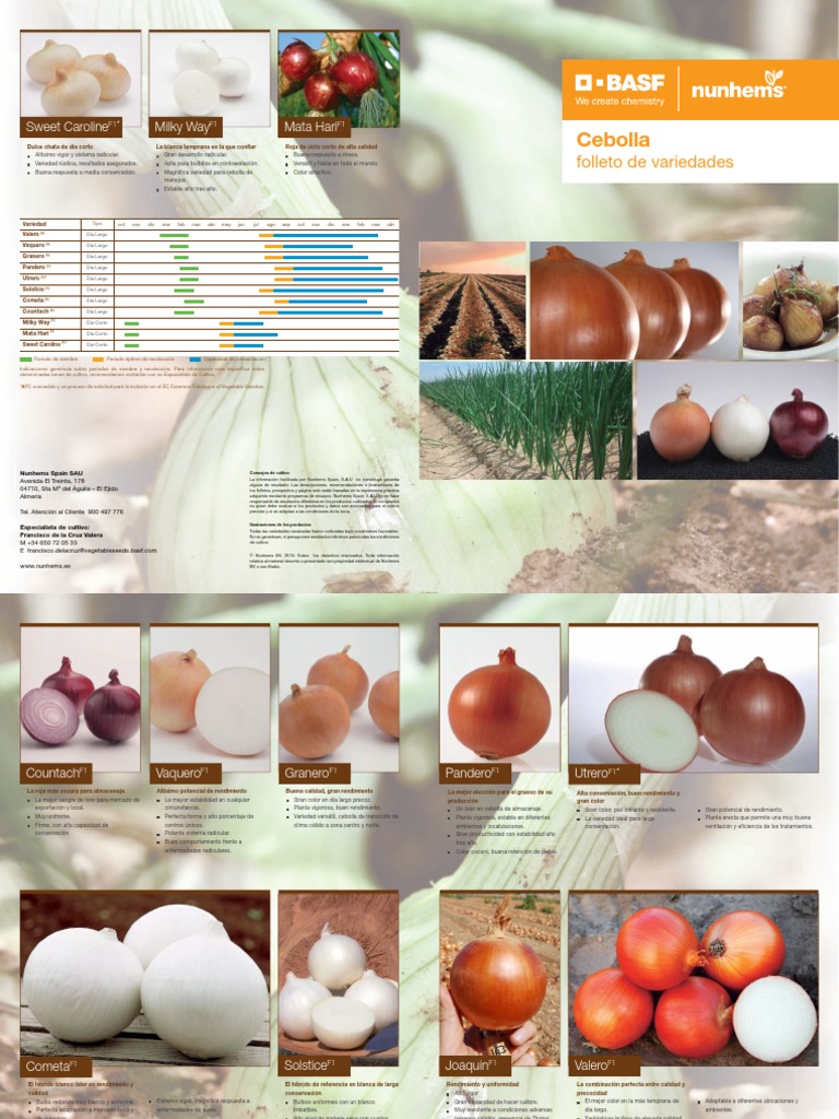 Cultivo de cebolla: Variedades y consejos | PDF | Agricultura | Plantas