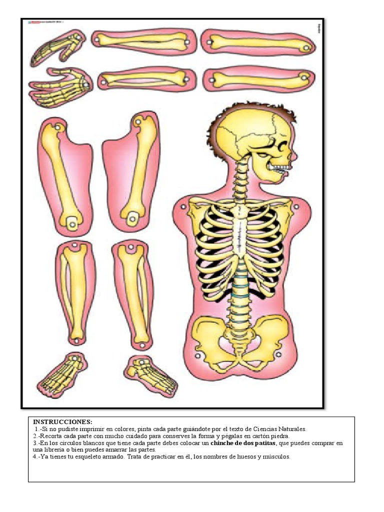 Esqueleto para Armar | PDF, image size:768x1024