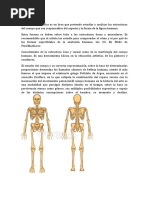 Anatomía de los músculos del torso | PDF | Sistema musculoesquelético ...