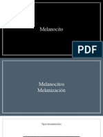 Melanocito