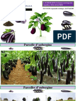 aubergine catalogue 