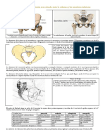 Apuntes Sobre Pelvis y Distocia Óseas