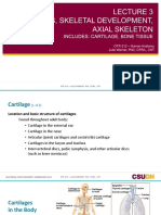 3 - Bones & Axial Skeleton