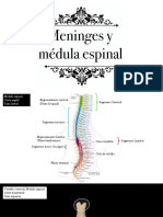 Meninges y Médula Espinal (Ok) PDF