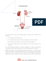 The Urinary System