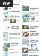 Mycology Colour Atlas 2 | PDF | Fungus | Yeast
