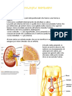 Fisiologia Urinario Pedemonte Martina