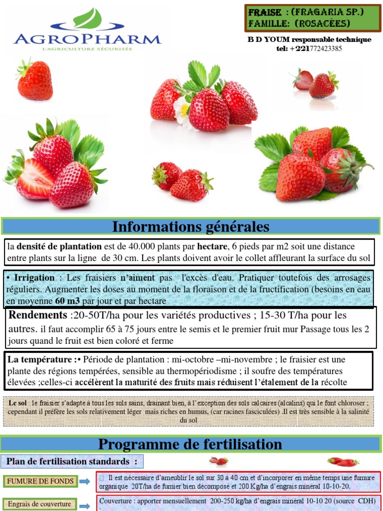 Guide De Culture De La Fraise En Afrique PDF Fumier Fertilisant