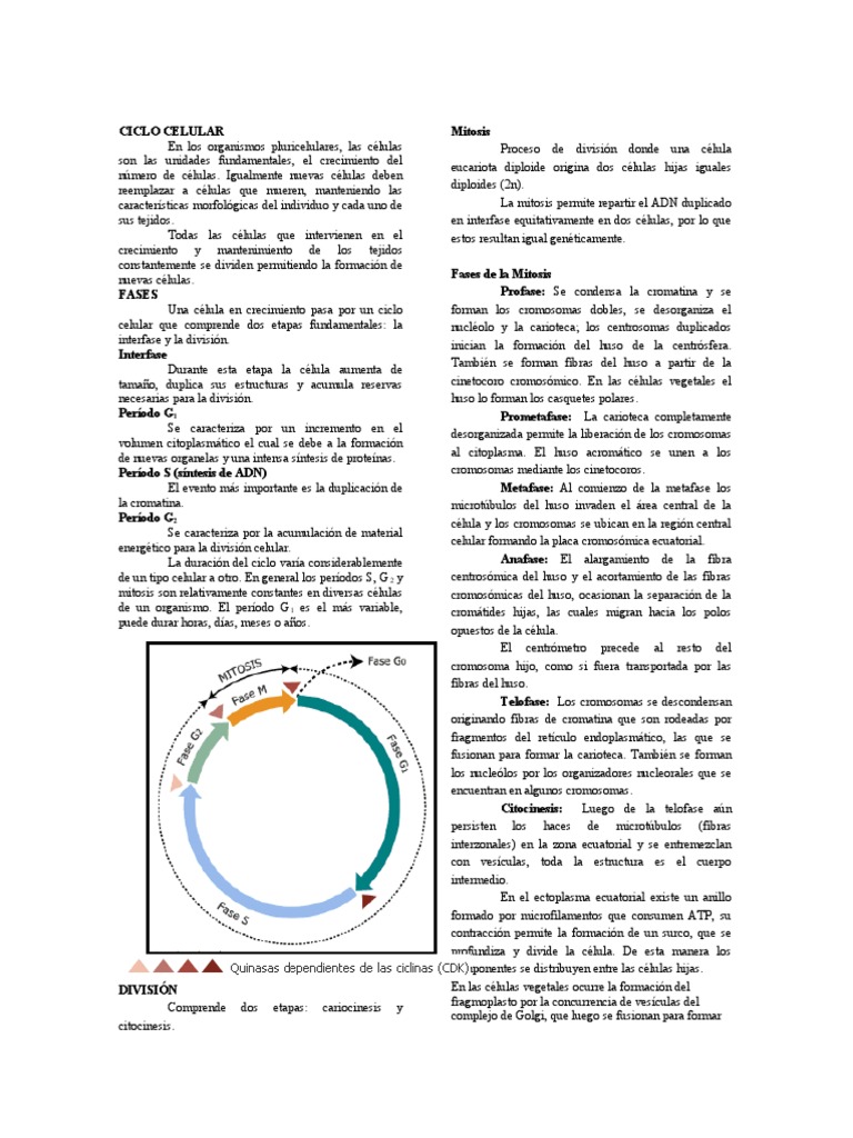 Infografía del Ciclo Celular y División Celular | PDF | Mitosis | Mitosis