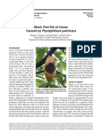 ARTIKEL - Black Pod Rot of Cacao Caused by Phytophthora Palmivora