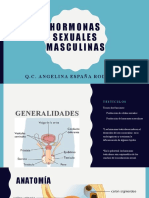 Hormonas Sexuales Masculinas