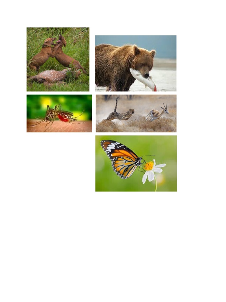 Animals Hunting For Food PDF