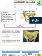 Conferencia 1 Pelvis