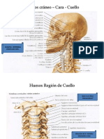 Clase Cabeza-Cuello 26-03-23