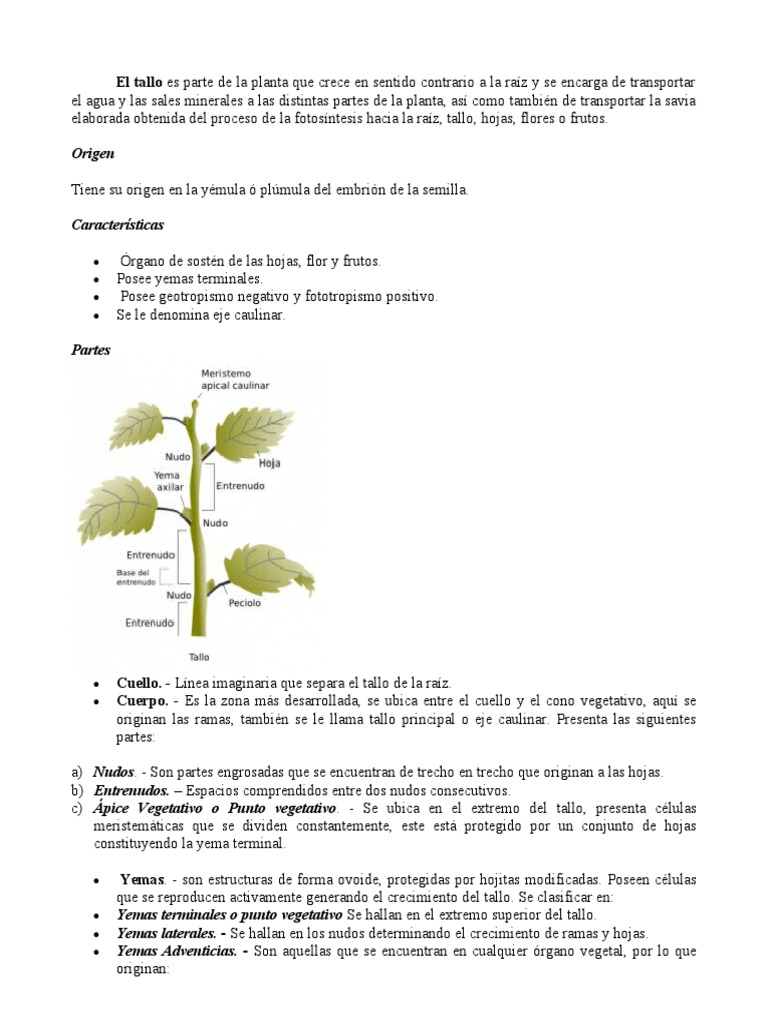 Definición y funciones del tallo | PDF | Tallo de la planta | Plantas