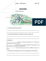 ANATOMÍA Evaluacion Fila A