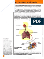 Sistema Respiratorio Biologia - 4.1