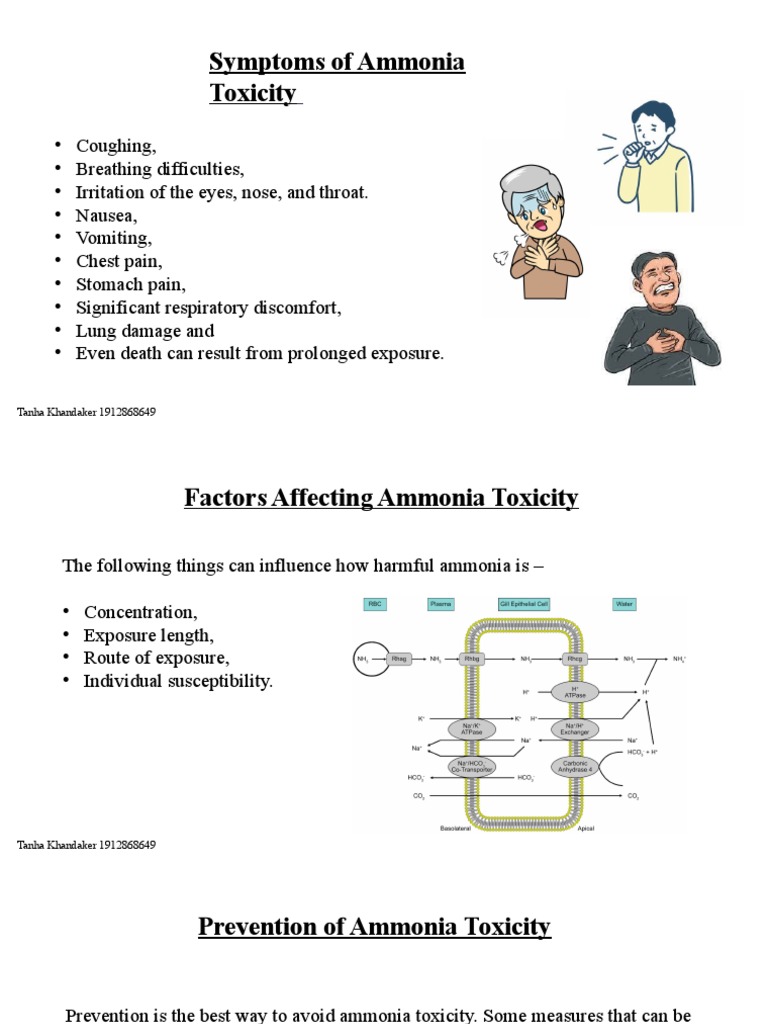 Will Ammonia Kill My Dog Understanding The Risks - m47mye7