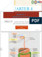 Digestive System 3