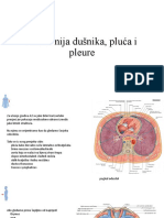 Pluća (Pulmones)