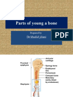Parts of Bones