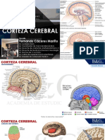 Corteza Cerebral B&G Anatomia Semana 9 Upao