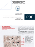 Histologia S7