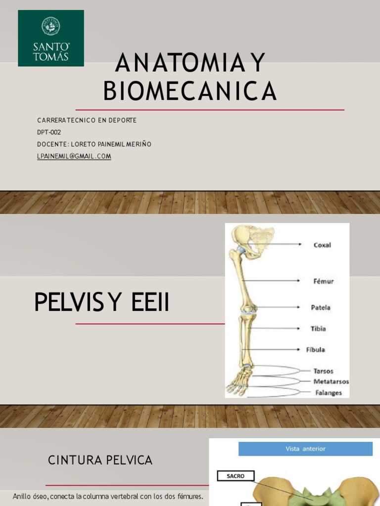 Anatomía de la Cintura Pélvica y EEII | PDF | Pelvis | Rodilla