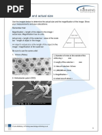 Magnification Practice Worksheet | PDF