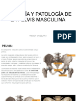 Anatomía y Patología de La Pelvis Masculina