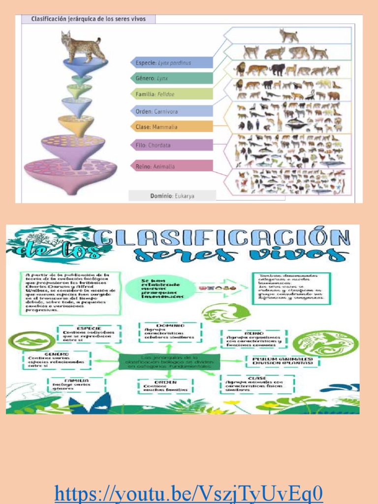 Clasificacion Jerarquica De Los Seres Vivos Pdf