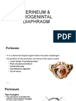 Perineum and Urogenital Diaphragm