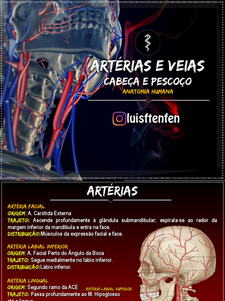 Artérias E Veias Cabeça E Pescoço Download Grátis Pdf Rosto