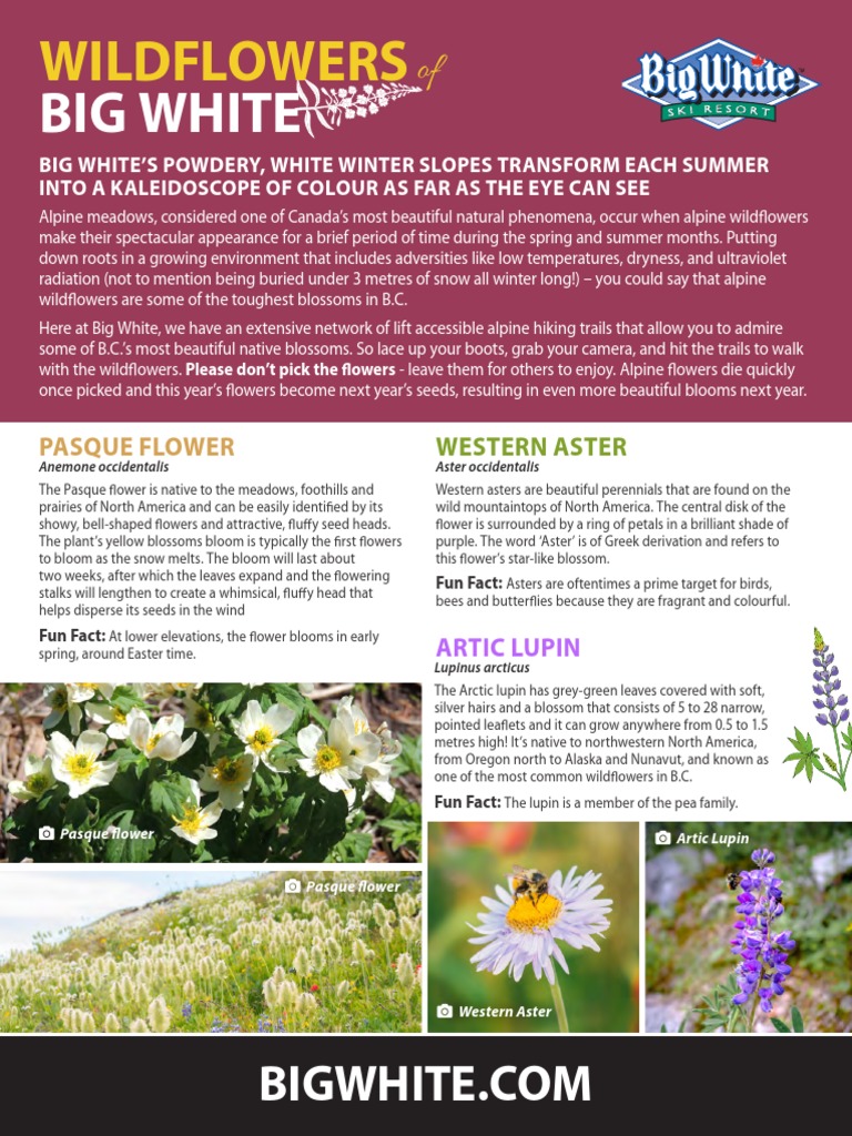 Wildflowers Field Guide BW 8.5x11  PDF Flowers Plants