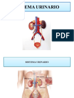 Sistema Urinario
