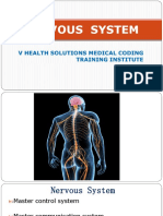 Nervous System