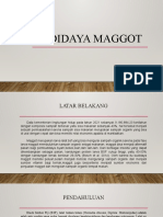 Budidaya Maggot