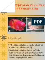 K Thu T Nuôi Cá La Hán Flower Horn Fish