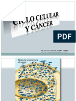 Ciclo Celular y Cancer