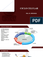 9.ciclo Celular