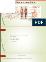 Sistema Endocrino