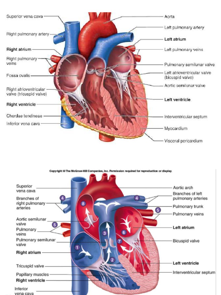 Anatomi Jantung | PDF